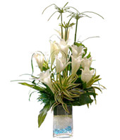 White Lilies With Song Of India In Clear Glass Filled With Blue Pebbles 