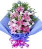 6 Pink lilium,royal blue
