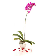 1 stalk of Purple Phalaenopsis Orchid in a Pot 