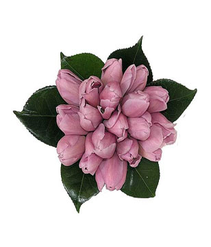 Bouquet of 15 stem of Purple Tulip