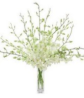 These 12 stems of stunning white orchids