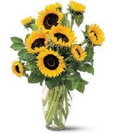 10 large striking sunflowers