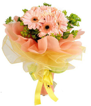 12 pink gerberas