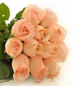12 peach roses