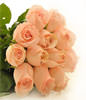 12 peach roses