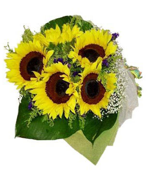 5 Sunflowers
