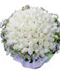 99 White Roses Hand Bouquet 