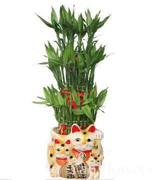 FENGSHUI PLANTS,GONG XI FA CAI PLANTS,Wealth opened games bamboo
