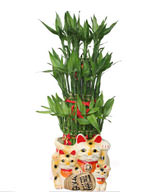 FENGSHUI PLANTS,GONG XI FA CAI PLANTS,Wealth opened games bamboo