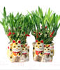 GONG XI FA CAI PLANTS,Wealth opened games bamboo