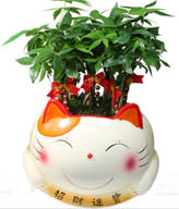 FENGSHUI PLANTS,GONG XI FA CAI PLANTS,Wealth opened games bamboo
