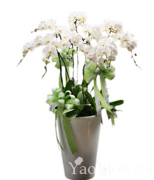 White Orchids 100cmX50cm