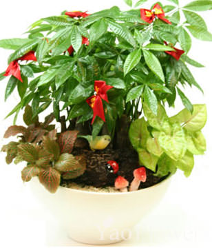 GONG XI FA CAI PLANTS
