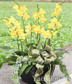 Yellow Orchids.Congratulation. Birthday,The New Opening,Moving,Advance In Office, Being Promoted. Wedding Ceremony