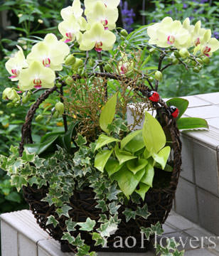 Green Apple orchid. small potted. 