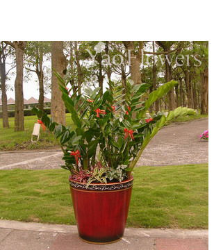 FENGSHUI PLANTS,GONG XI FA CAI PLANTS