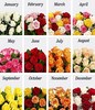 12 Months of Roses