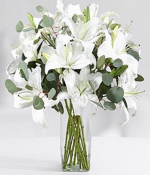 Peace and Prayer Lilies