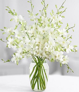 White Dendrobium Orchids