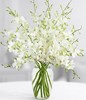 White Dendrobium Orchids