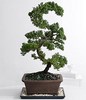 Premium Juniper Bonsai Tree