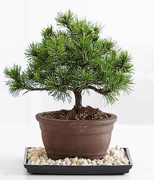 Dwarf Mugo Pine Bonsai