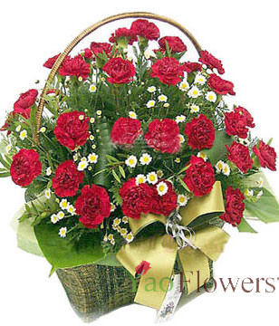 Red carnation 36, the serissa fetida is plentiful, the green leaf is plentiful,Basket included