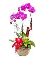Two Red Orchids,For indoor office or desktop display , the opening ceremonies, housewarming, holiday , birthday gifts 