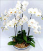 Six White Orchids