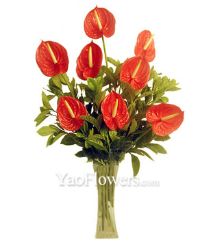 Anthurium 8, gardenia leaves