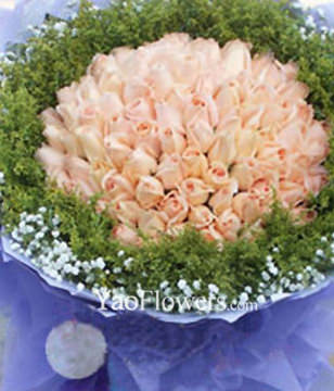 99 Light Champagne Rose, Canada Huangyin