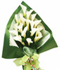 19 white zantedeschia