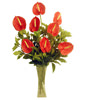 Anthurium 8, gardenia leaves