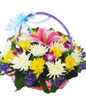 11 yellow chrysanthemums, white chrysanthemums 11