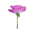 Lavender Roses