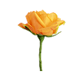 Orange Roses