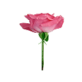 Pink Roses