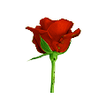 Red Roses