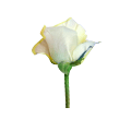 White Roses