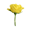 Yellow Roses