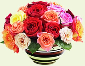 Rose color meanings