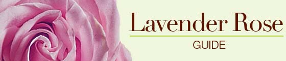 Meanings of lavender roses