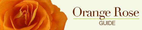 Meanings of orange roses