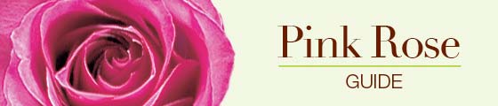 Meanings of pink roses