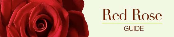 Meanings of red roses