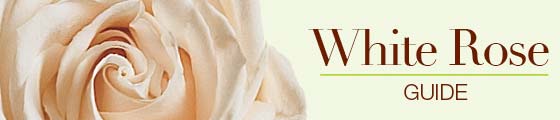 Meanings of white roses