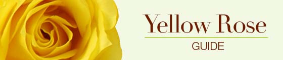 Meanings of yellow roses