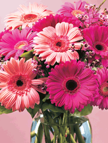 Pink Ribbon Gerbera Daisies