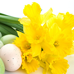 Daffodils