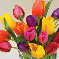 Tulips